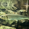 「水魚の交わりってどんな意味の言葉？」「水魚の交わりの口語訳は？」「水魚の交わりに出てくる人物が知りたい」わかりやすくまとめます。