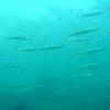barracuda　梭魚　カマス