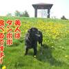 悪い猫と優しい犬の暮らし