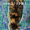 きなこちゃんとミケ茶、つみれちゃんがいっぱい34　猫3匹と暮らす夫婦