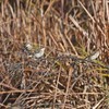 草の実を食べるニュウナイスズメ