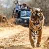 5 Different Types of Safaris Available in Bandhavgarh