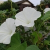 今日はぼんやりと晴れ？早朝気温２５℃、日中は３５℃の猛暑？