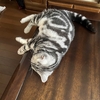 猫、お腹の毛が伸びる