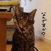 ねことパソコンコード。