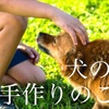 がんの犬の食事のポイント、オススメ食材とレシピ