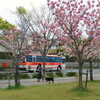 八重満開（滋賀県大津市）