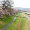 今年の桜（６）　岡山後楽園の桜。