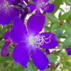  紫の花