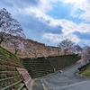 藤野霊園の桜