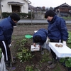 野菜の収穫