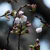 見晴らしの丘の桜の開花宣言