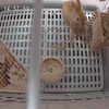  うさぎのケージを買い替えるべきか…？