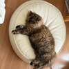 わたしはポンタ。使ってるわよ、白いクッション。