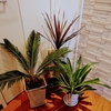 さぁこれから観葉植物シーズンだ。