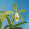 Cattleya forbesii f.alba