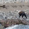 国後島のクリル自然保護区　餌を求めて海岸にやって来るクマに用心