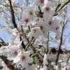 我が家の桜は一週間遅れ