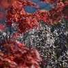 紅葉と冬桜！　初めて見たが見ごたえあり