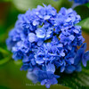 【多古町】ULTRON と Art で日本寺の紫陽花を June 2019
