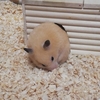 てんちゃんに癒されます🐹