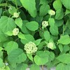 今年は花粉症の症状が出ないのは何故？〜1