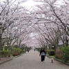 陵南公園にサクラを見に行ってきました