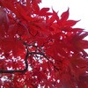 神社の鹿と＊もみじ谷＊