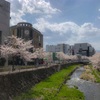 【長野県松本市】千歳橋の桜2018