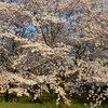 野洲大橋下流の桜その１