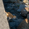 深島のねこさん