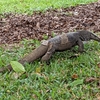 Singapore Botanic Gardens行ってきた　その１