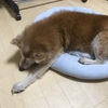 8/26  老犬になると💩って小さくなるの？(*´・ω・)