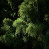 Summer Green