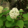 いろいろと反省しきり、植物の生命力にも感動