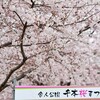 東京・足立区の桜の名所！「舎人公園千本桜まつり」へ行ってきました！