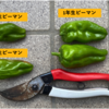3世代そろってピーマンを収穫