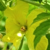 浜ちゃんの作物の花と結実(5)　　ゴ－ヤ(ニガウリ)の花と結実　