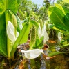 大嵐山〜のんびり水芭蕉鑑賞〜（2022年5月）