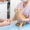 我が家族「病気」のまとめ