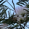 鎌倉佐助稲荷までの道沿いに植えられた花々　一年ほど前に合歓の花に出会った行程で佐助稲荷まで．街中の散歩は，道路沿いの家々が栽培している花を見るのが楽しみです．初めて見る花にも出会いました．デュランタ，クリスマスブッシュ，トウワタ，タマザキクサフジ．　今日の目当ての一つ，合歓の花は，最盛期を過ぎていましたが．それでもしっかり楽しめました．　合歓の花木末（こぬれ）に高くそよぎつつ秘かなるわが思慕をいざなふ　大西民子