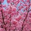 米子がいな祭り 花火 ２０２２年 花火打ち上げ時間は？