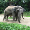 よこはま動物園ズーラシア