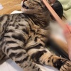 じゃすられ猫