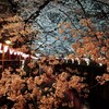 夜桜でふふふーん♪
