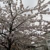 2016/4/7　桜咲く