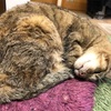 猫の指を切るかどうか迷う毎日