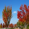 公園でも紅葉