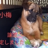 保護子犬７匹の飼い主さんを募集します