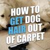Cleaning the Dog Hair Out of the Carpet 